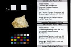 Foto (Objekt + Etiketten) von Galatheites zitteli (Moericke, 1889) 